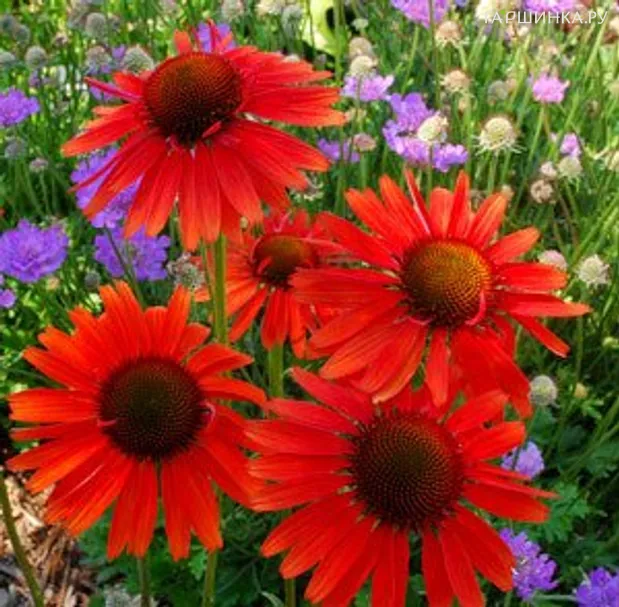 Эхинацея пурпурная Ред