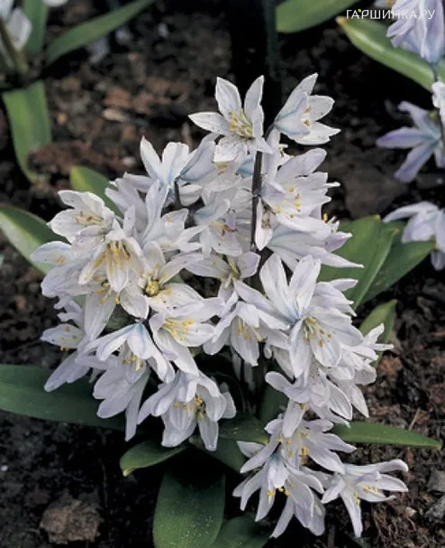 Пушкиния Либатоника Альба 10шт