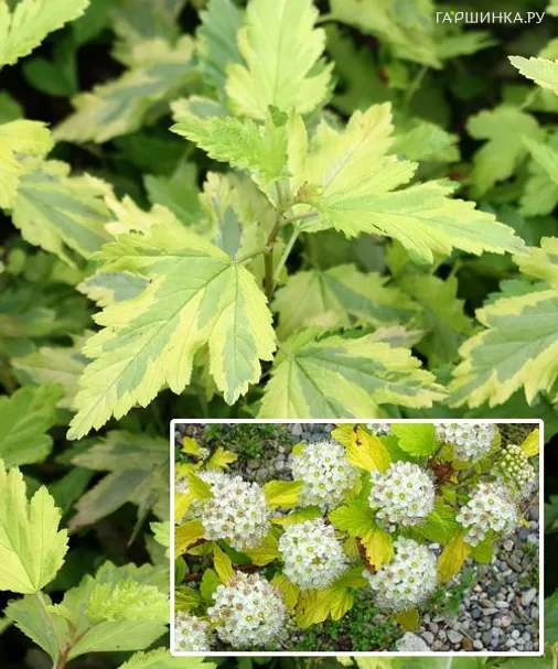 Пузыреплодник Эннис Голд