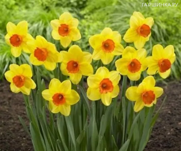Нарцисс Ред Девон крупнокорончатый 5шт.
