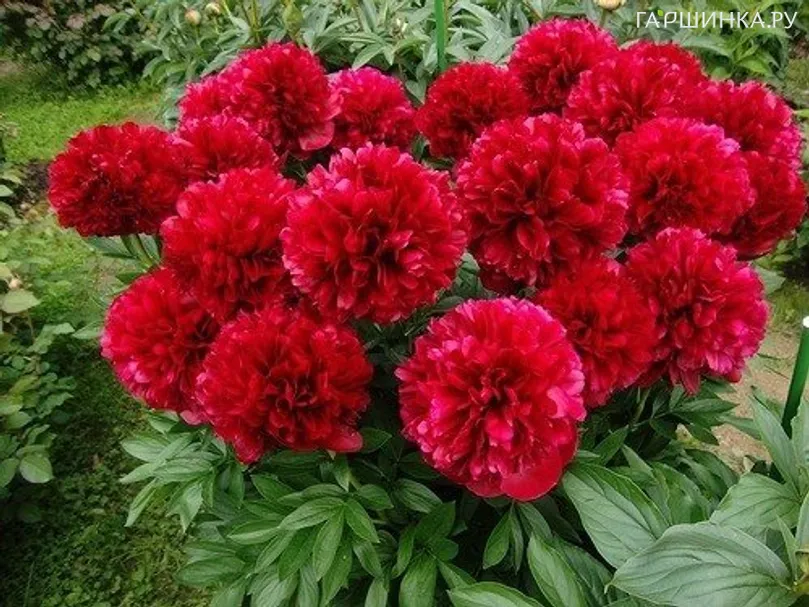 Пион Ред Грейс