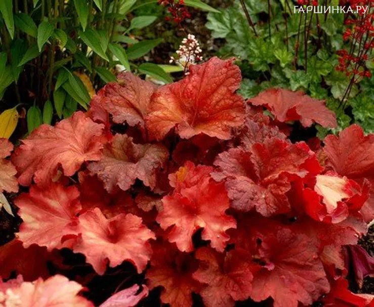 Гейхера Рио