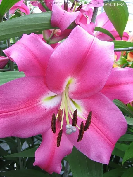 Лилия Робина  ОТ-гибрид темно-розовая