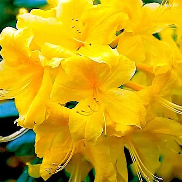 Рододендрон (Азалия) Аннеке