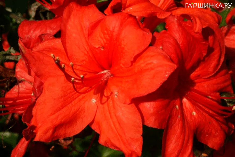 Рододендрон (Азалия) Долоросо