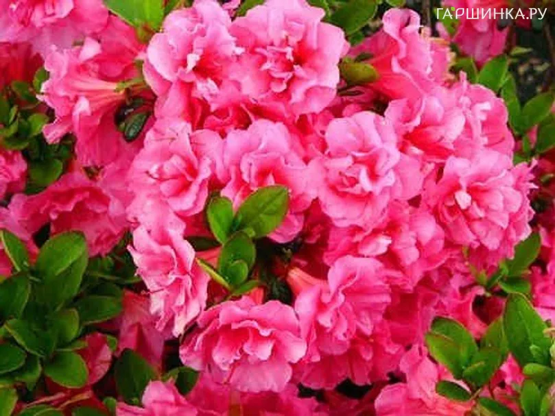 Рододендрон тупой Канцонетта