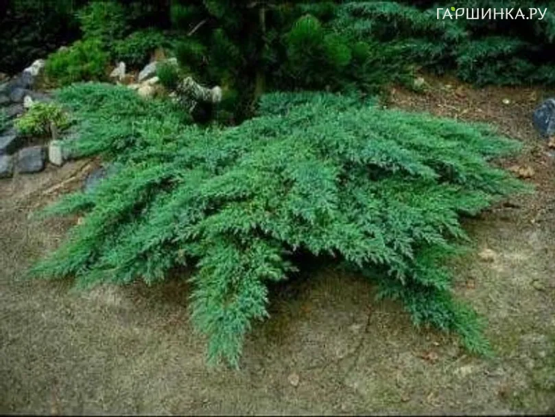 Можжевельник казацкий Рокери Гем