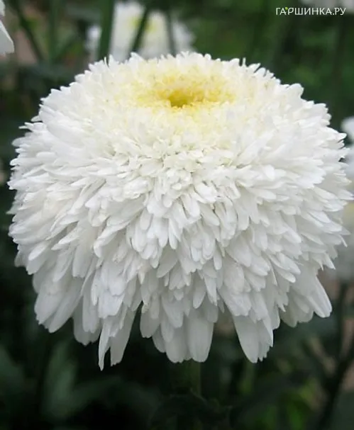 Ромашка (Нивяник) Фиона Когхил