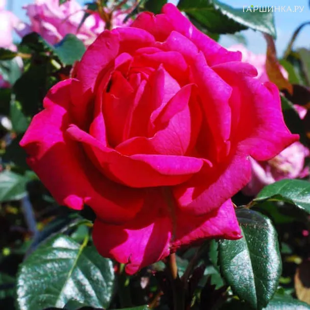 Роза Ромина чайно-гибридная, Тантау (лиц)