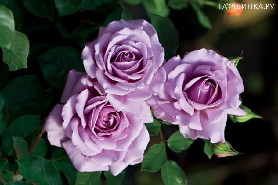 Роза Лав Сонг флорибунда, Викс (лиц)