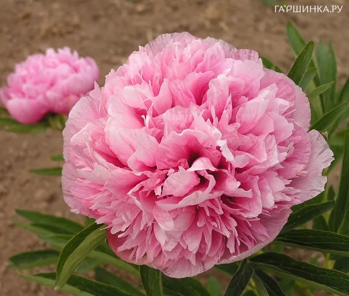 Пион лекарственный Розеа Плена