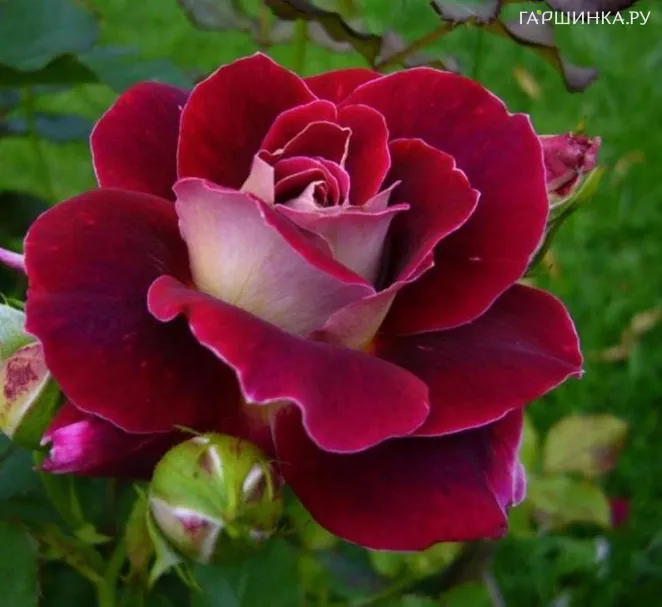 Роза Аллилуйя чайно-гибридная, Топалович (лиц)