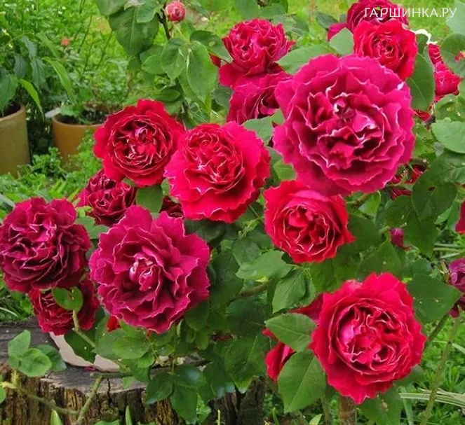 Роза Барон Жиро Де Лен, Дельбар (лиц)