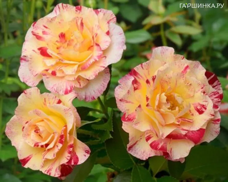 Роза Камиль Писсарро флорибунда, Дельбар (лиц)