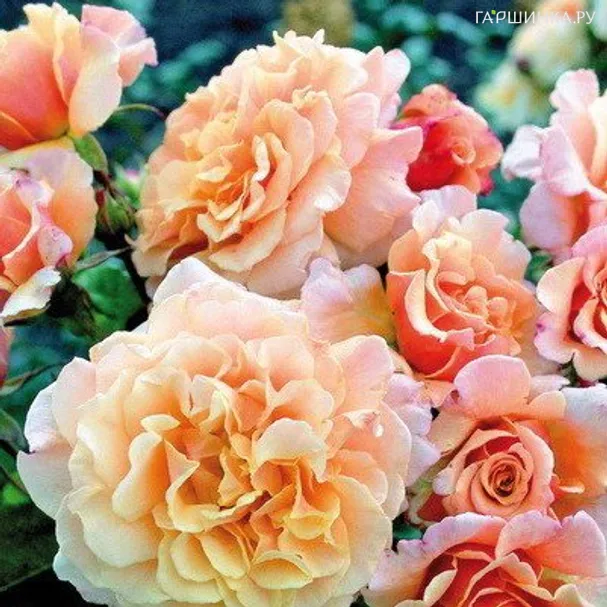 Роза Карамелла кустарниковая, Кордес (лиц)