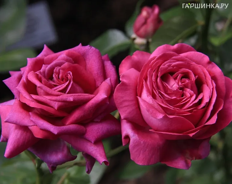 Роза Шартрез Де Парм, Дельбар (лиц)