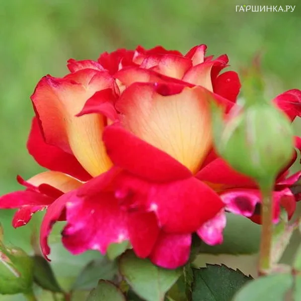 Роза Большой Театр чайно-гибридная, Топалович (лиц)