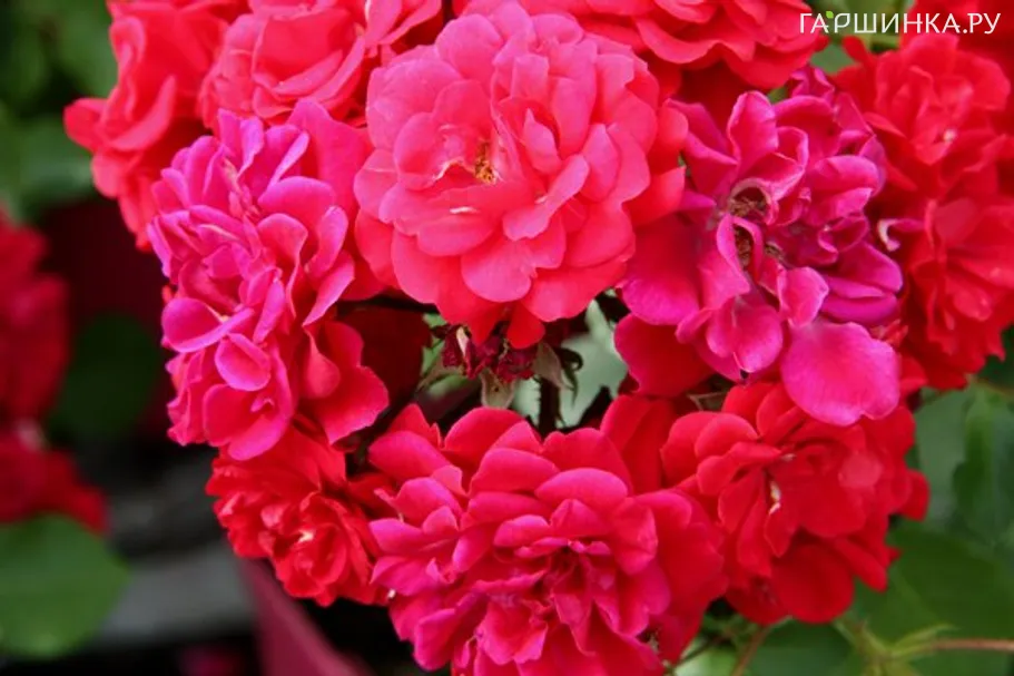 Роза Хеллоу почвопокровная, Топалович (лиц)