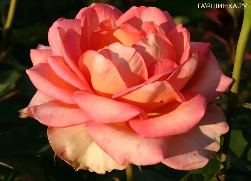 Роза Мондиаль чайно-гибридная, Топалович (лиц)