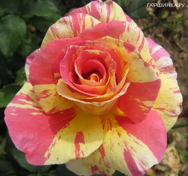 Роза Клод Моне, Дельбар (лиц)