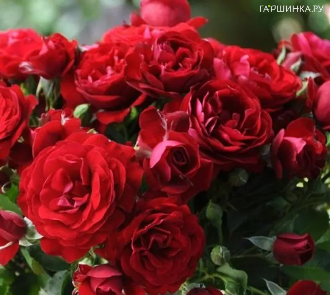 Роза Кер де Ванде, Дельбар (лиц)