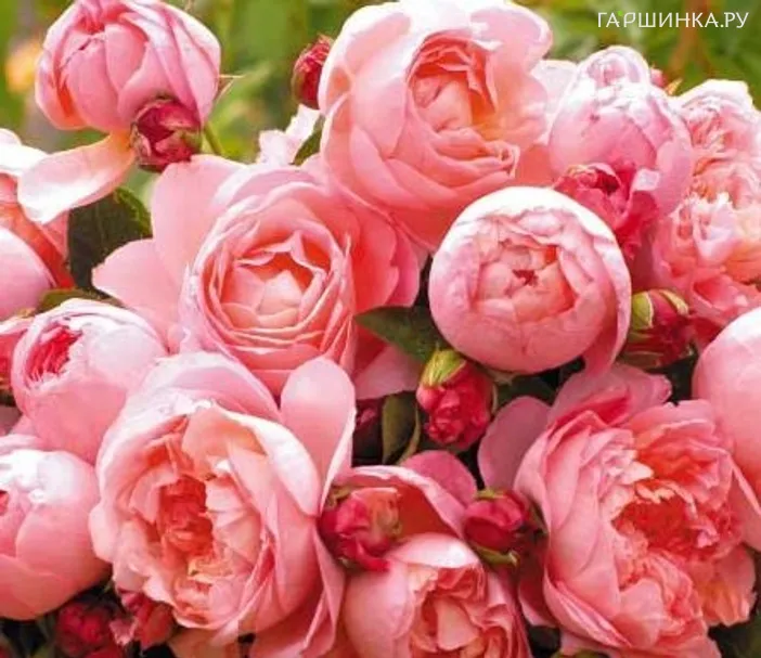 Роза Дам де Шенонсо, Дельбар (лиц)