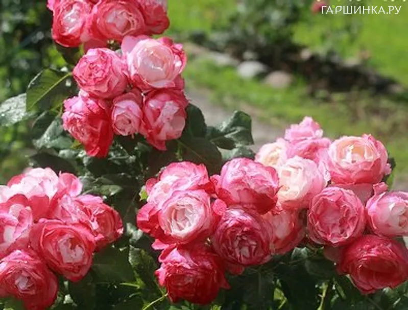 Роза Дольчецца флорибунда, Барни (лиц)