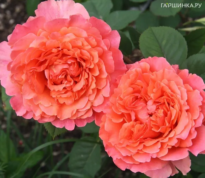 Роза Этруска чайно-гибридная, Барни (лиц)