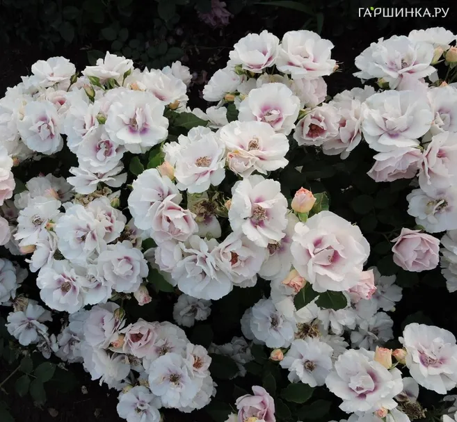 Роза Айс Фо Ю флорибунда, Барни (лиц)