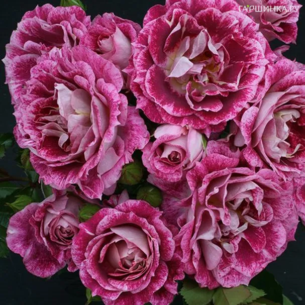 Роза Летс Селебрейт флорибунда, Топалович (лиц)