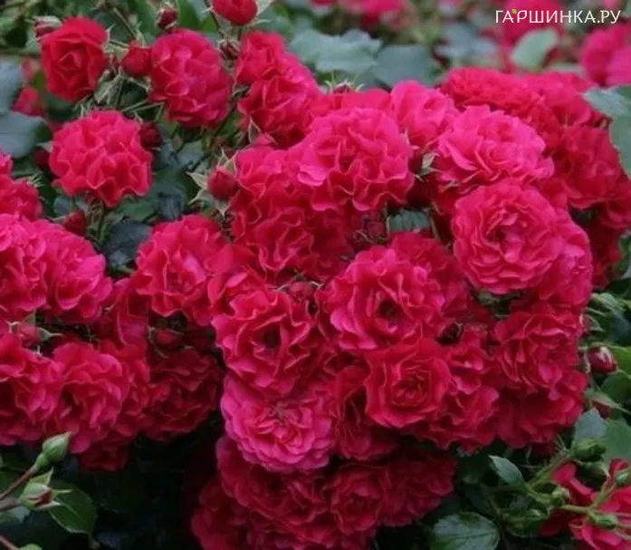 Роза Гартнерфройде, Барни (лиц)