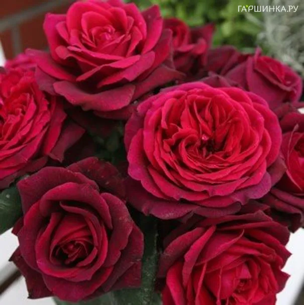 Роза Графиня Диана, Кордес (лиц)