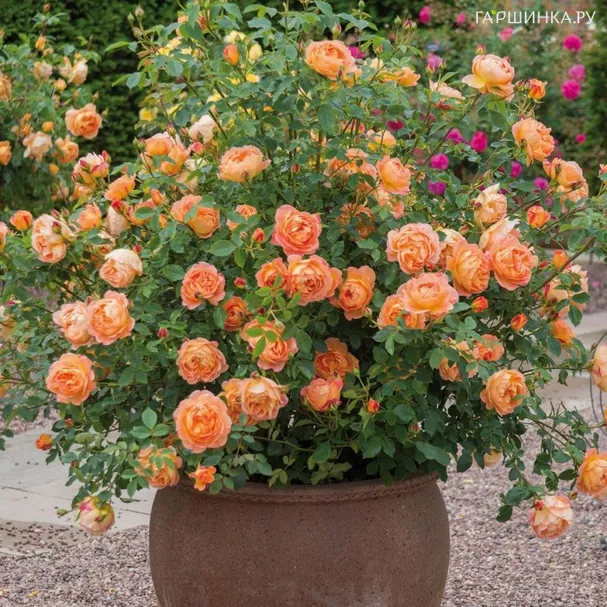 Роза Леди оф Шалотт на штамбе 90 см