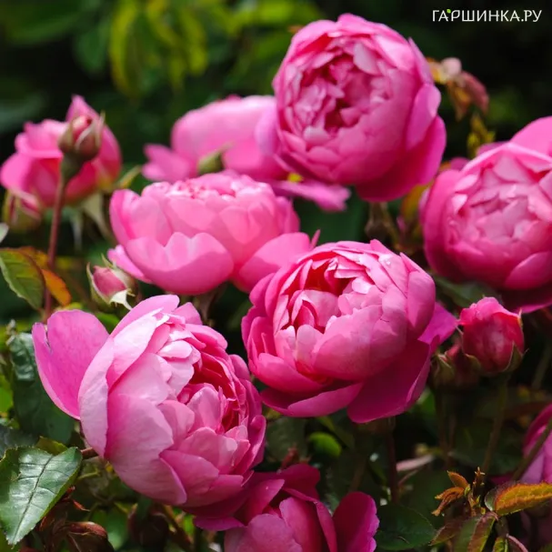 Роза Роял Джубили, Д.Остин кустарниковая (лиц)