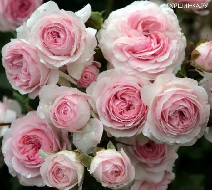 Роза Лариса флорибунда, Кордес (лиц)