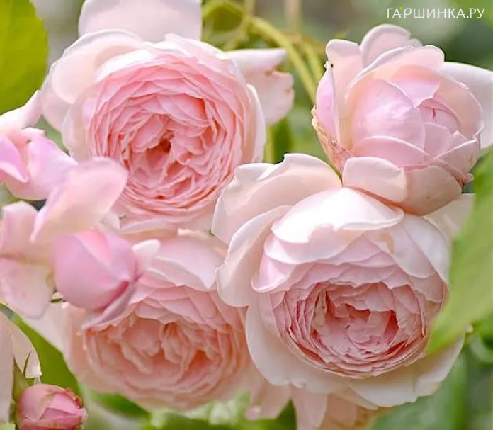 Роза Мадам Фигаро, Дельбар (лиц)