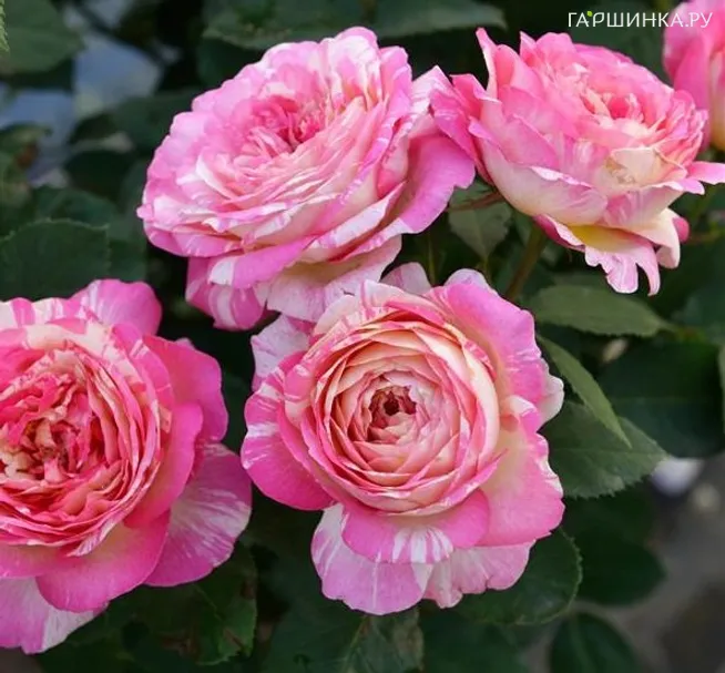 Роза Марк Шагал, Дельбар (лиц)