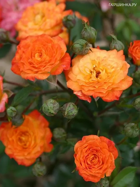 Роза Санмейд миниатюрная, Imperial Rose