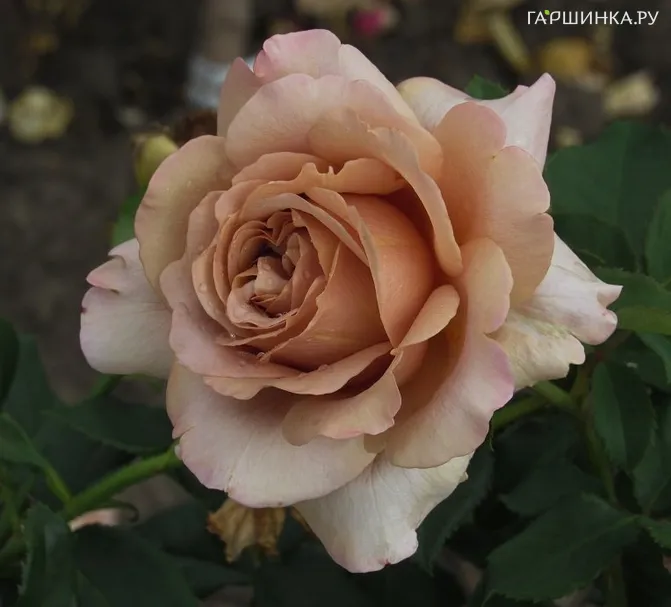 Роза Мокароза, Барни (лиц)