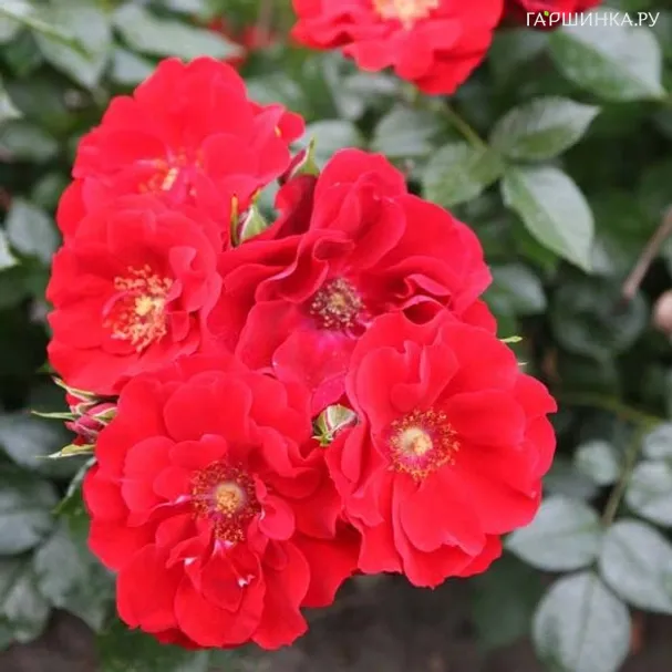 Роза Паприка, Тантау (лиц)