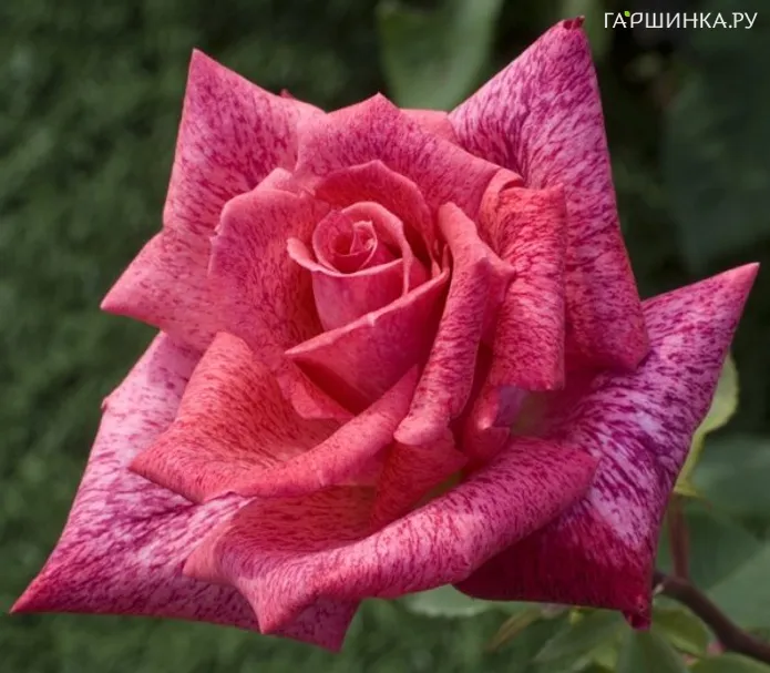 Роза Пьер Карден, Мейян (лиц)