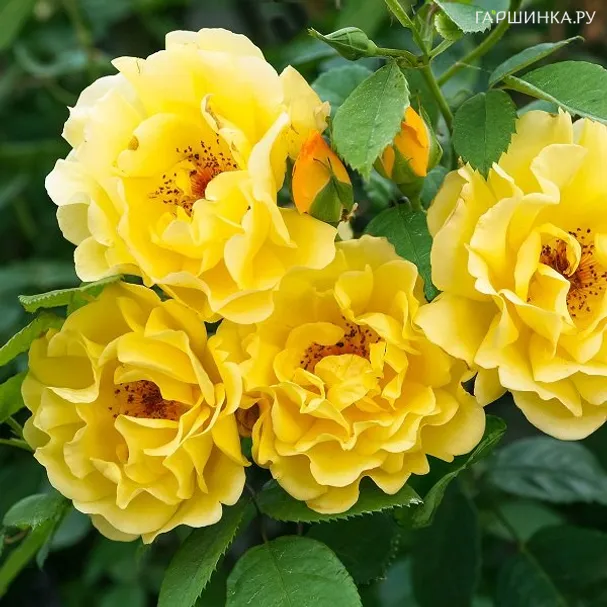 Роза Голден Гейт плетистая, Топалович (лиц)