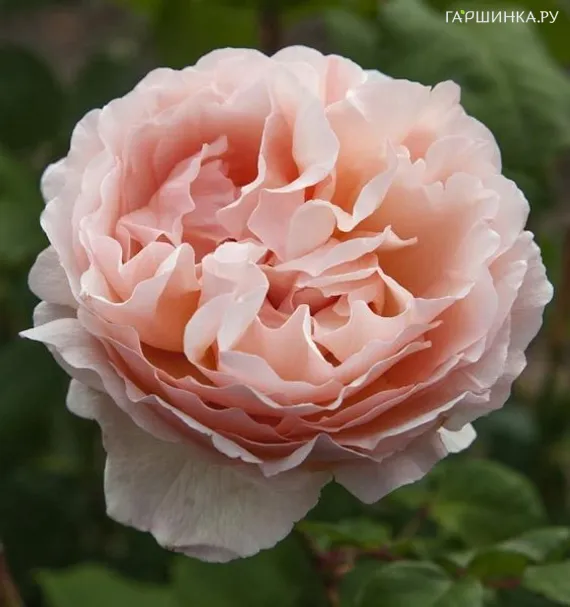 Роза Принцесс Шарлен Де Монако, Мейян (лиц)