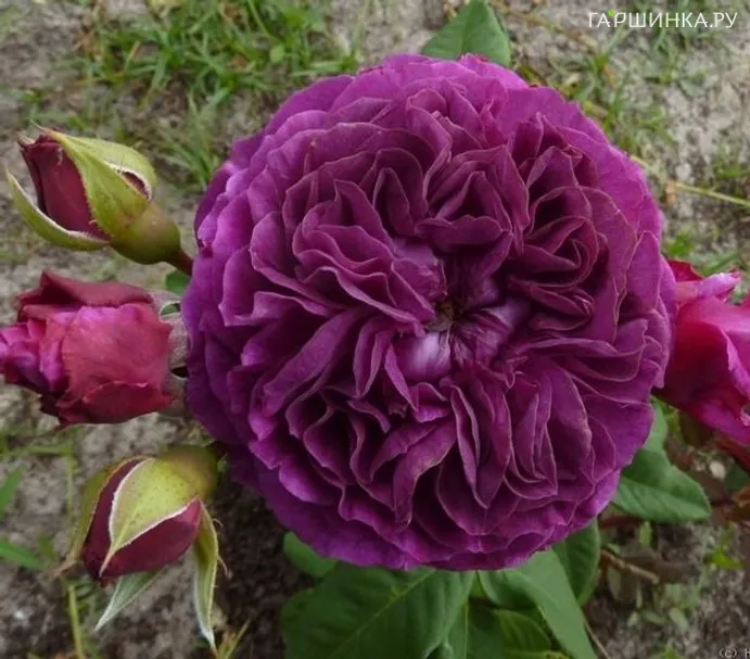 Роза Перпл Эден флорибунда, Викс (лиц)