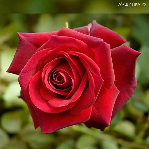 Роза Ред Берлин чайно-гибридная Imperial Rose