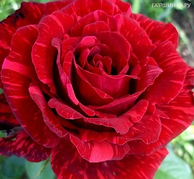 Роза Ред Интуишн, Дельбар (лиц)