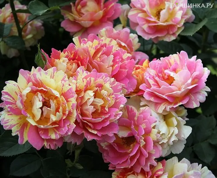 Роза Роз де Cистерсьян, Дельбар (лиц)