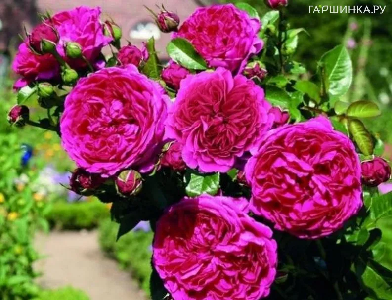 Роза Соул кустарниковая, Тантау (лиц)