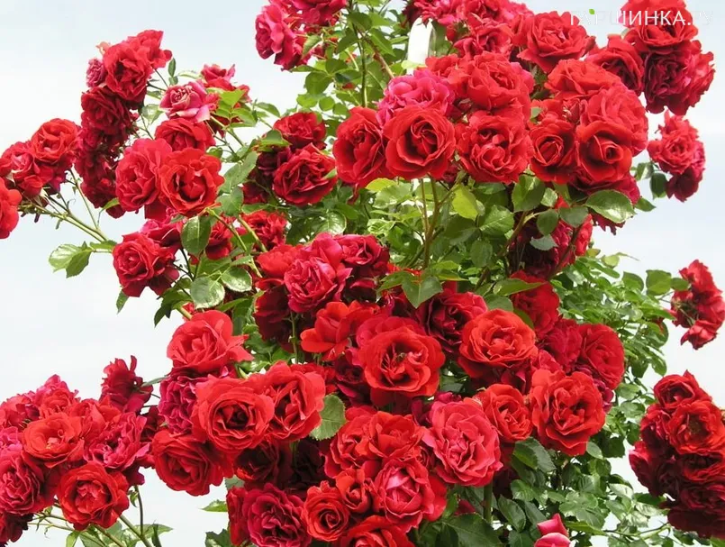 Роза Симпатия, Кордес (лиц)