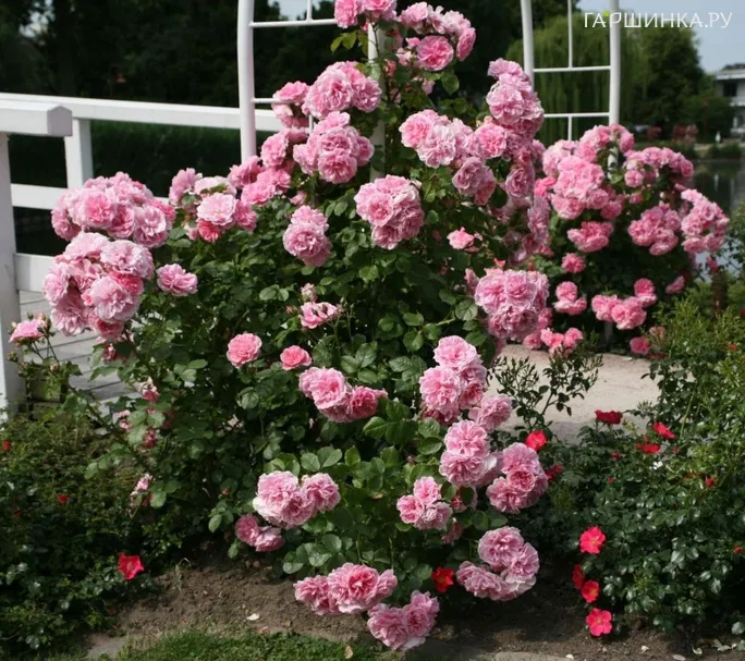 Роза Ютерcен Розенпринцессин кустарниковая, Кордес (лиц)